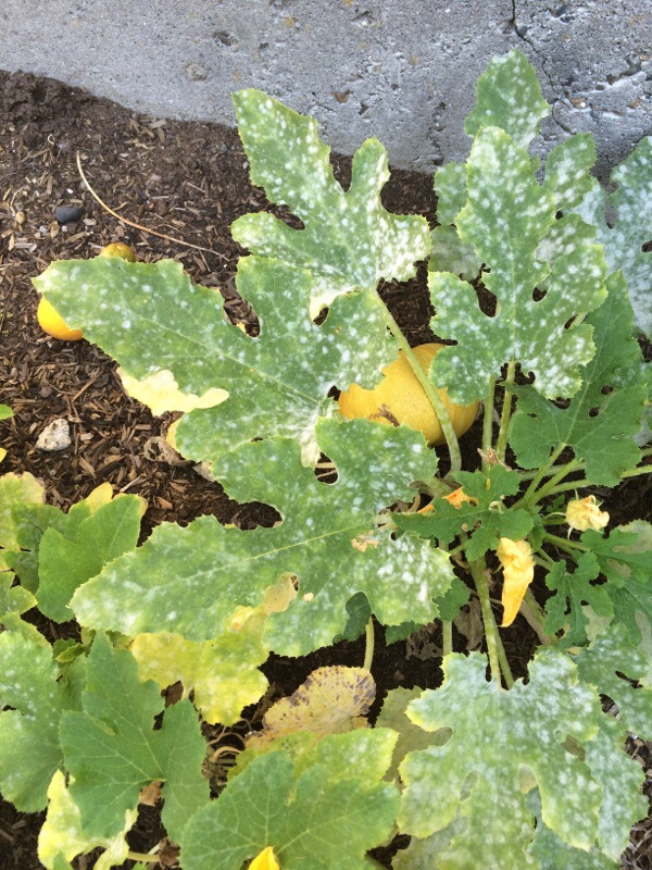 Powdery Mildew On Zucchini