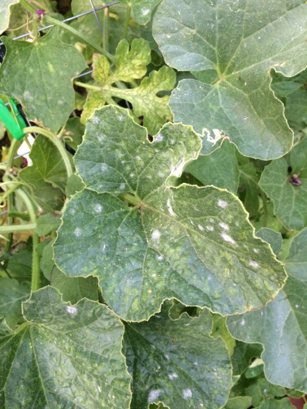 Powdery Mildew On Zucchini