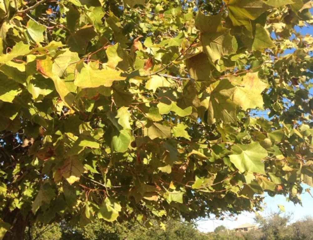 Leaf Scorch On Japanese Maples