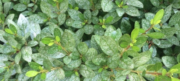 Azalea Lacewing Or Spider Mite