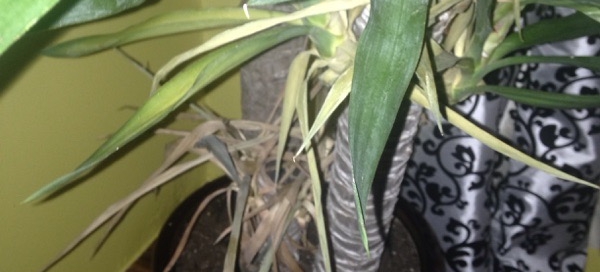 Dracaena Problem