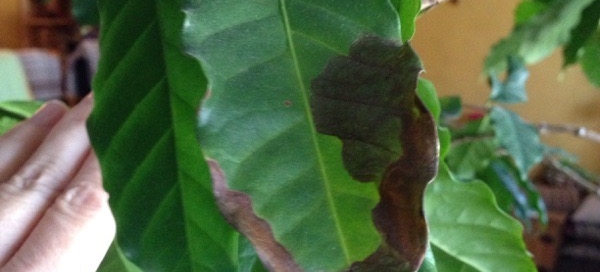 Black On Coffee Tree