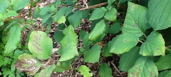 Leaf Damage On Annabelle Hydrangea