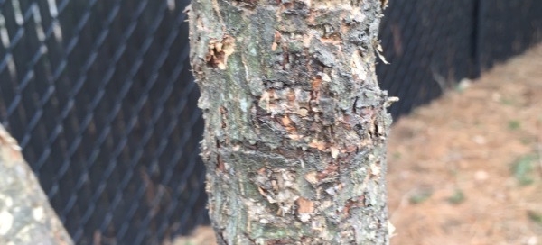 Canker Or Winter Damage Or Animal Damage