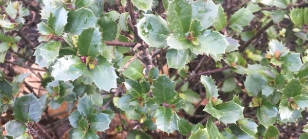 Holly Shrub