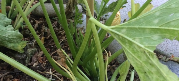 Squash Bugs Or Squash Vine Borers