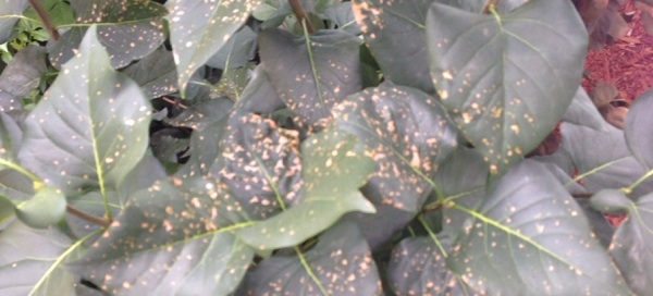 Lilac Leaf Spots