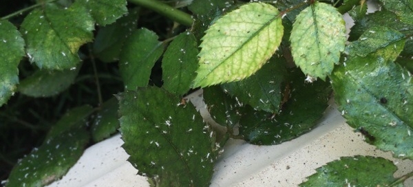 Aphids