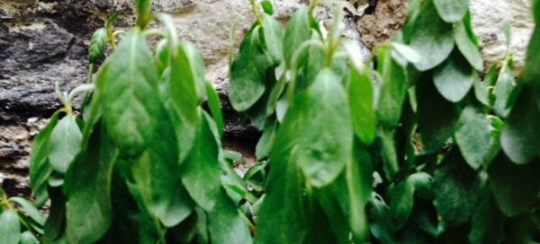 Wilted Leaves On Azalea