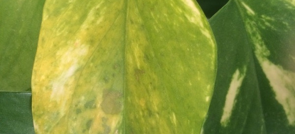 Yellow Leaves On Pothos