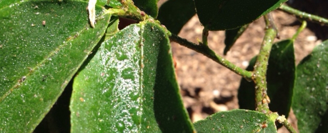 Scale Insects