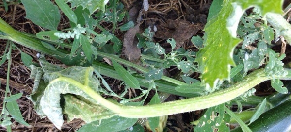 Squash Bugs Or Stink Bugs