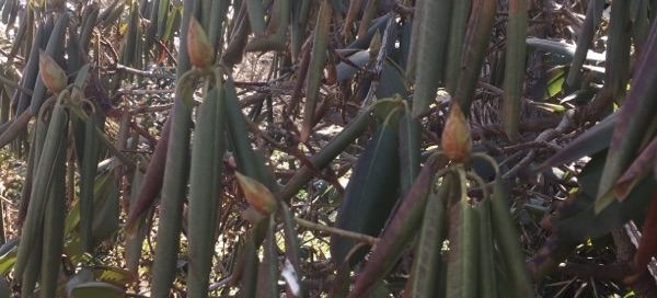 Rhody Curling Leaves