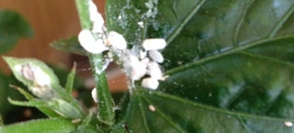 Mealybugs On Hibiscus