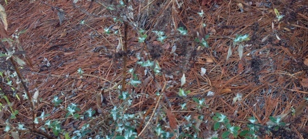 Butterfly Bush Or Summer Lilac