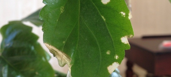 Spots On Hibiscus Leaves