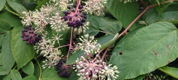 Spikenard Elk Clover