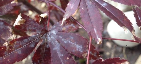 Maple With Mildew  End Of Season