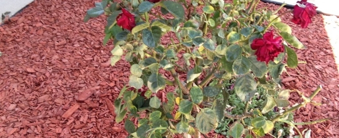 Wilting Rose Bush