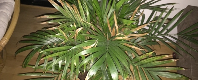 Palm Houseplant Problem