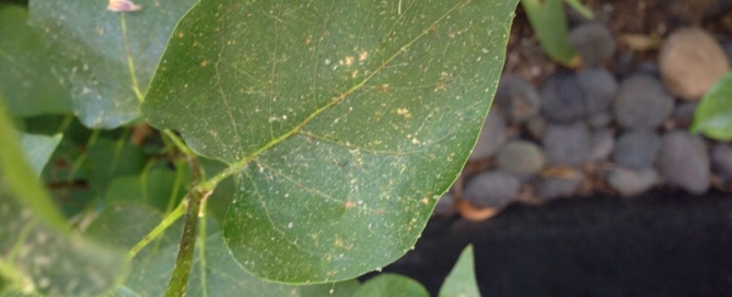 Scale Insects