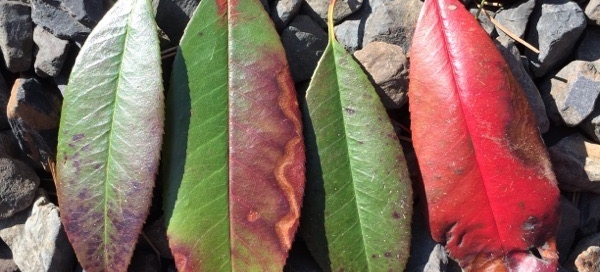 Winter Damage On Broad Leaf Evergreen