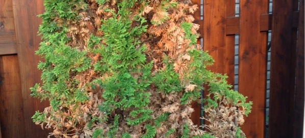 Browning Thuja