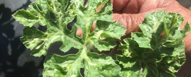 Leaf Miner On Watermelon