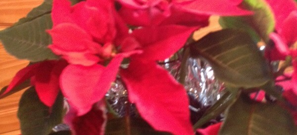 Keeping Poinsettia From Year To Year