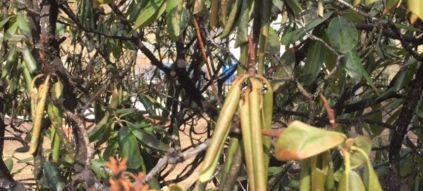 Rhododendron Leaf Curl