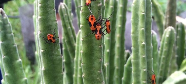 Large Milkweed Bug Larvae