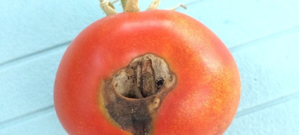 Tomato Fruit Pests