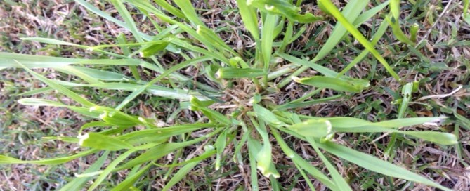 Grasses As Weeds