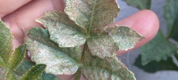 Spider Mites