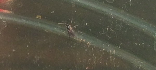 Fungus Gnats