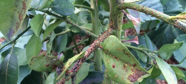 Scale Insects Severe Infestation