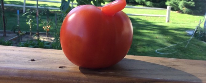 Deformation Of Tomato Fruit