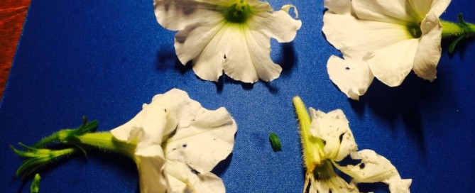 Petunia Flowers Eaten