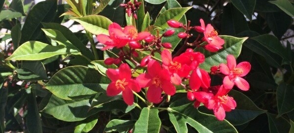 Barbados Nut Plant