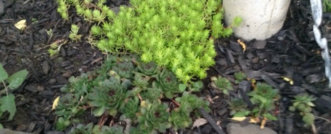 Sedum Groundcover