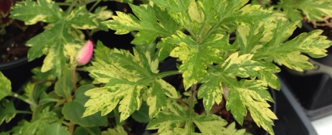 Variegated Mugwort Artemisia