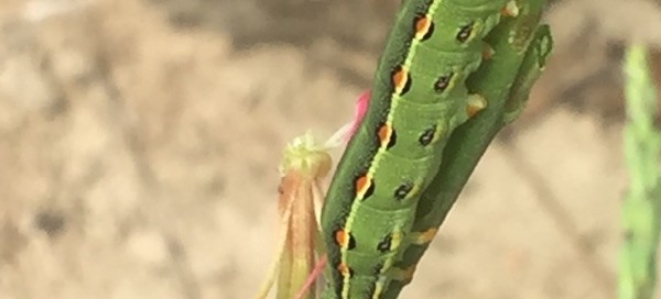 Tomato Hornworm