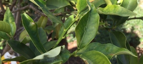 Asian Citrus Psyllid