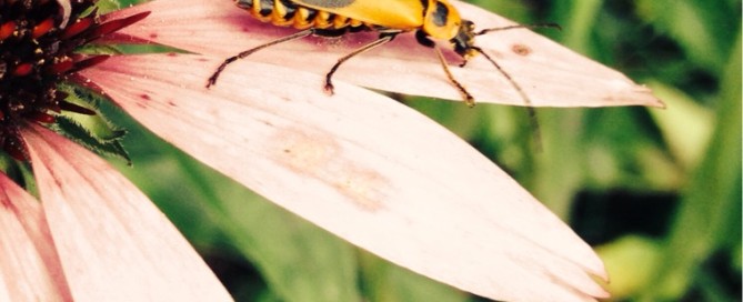 Goldenrod Soldier Beetle