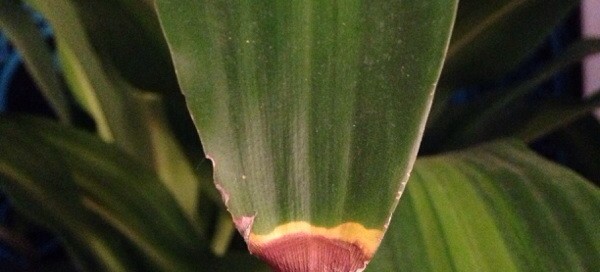 Brown Tips On Houseplant