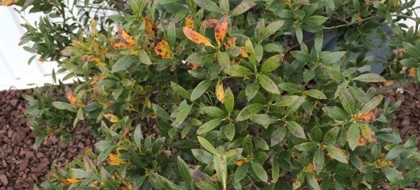 Winter Damage On Broad Leaf Evergreen