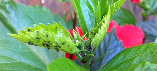 Aphids