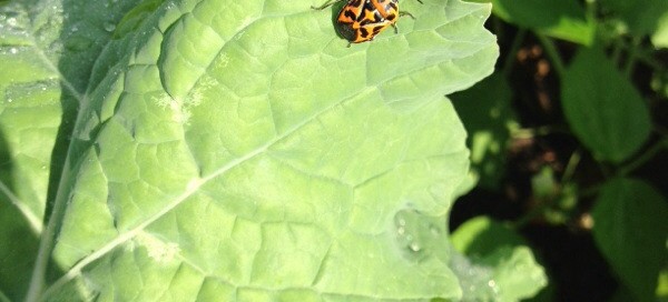 Harlequin Bugs