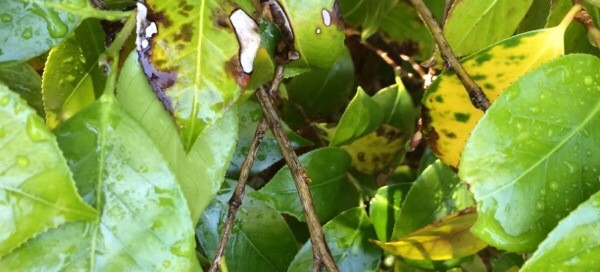 Camellia Leaf Browning