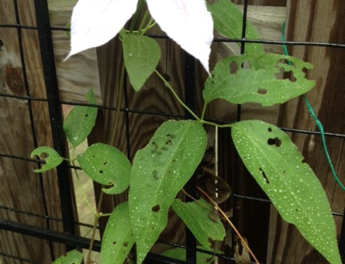 Leaf Spot On Sage